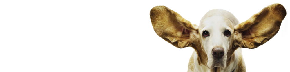 Diagnóstico - Animales - Perro Canino